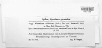 Hymenoscyphus albidus image